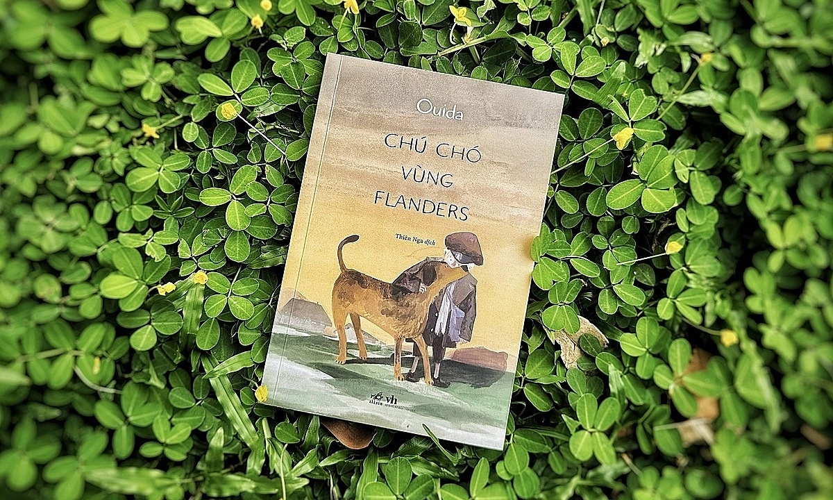 ‘Chú chó vùng Flanders’ hồn nhiên vượt nghịch cảnh - hình ảnh - jun88play.vip ‘Chú chó vùng Flanders’ hồn nhiên vượt nghịch cảnh - hình ảnh - jun88play.vip