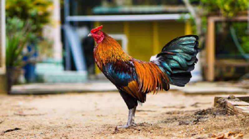 Bật mí chế độ dinh dưỡng anh em nên tham khảo khi nuôi gà đá
